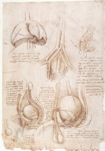 Études anatomiques : Poumons, Vessie...
